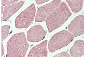 ABIN1782135 (5 μg/mL) staining of paraffin embedded Human Skeletal Muscle. (DVL1 antibody  (AA 20-32))