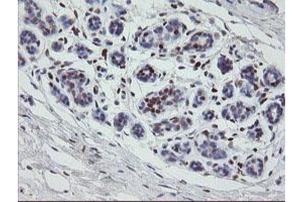 MAFB antibody  (AA 32-320)