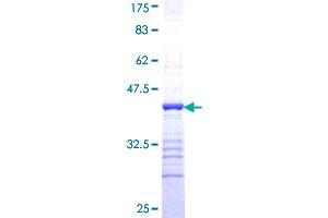 Image no. 1 for COP9 Signalosome Complex Subunit 3 (COPS3) (AA 324-422) protein (GST tag) (ABIN1350057)