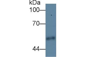 Detection antibody from the kit in WB with Positive Control:  Sample Human urine.