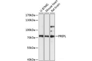 PREPL antibody