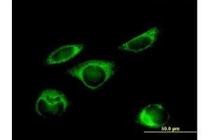 Immunofluorescence of purified MaxPab antibody to P4HB on HeLa cell. (P4HB antibody  (AA 1-508))