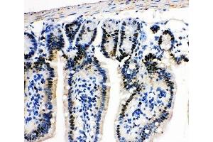IHC-P: MCM2 antibody testing of mouse intestine tissue (MCM2 antibody  (AA 884-904))
