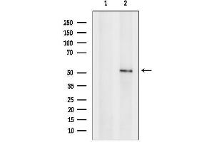 anti-Semenogelin I (SEMG1) (C-Term) antibody