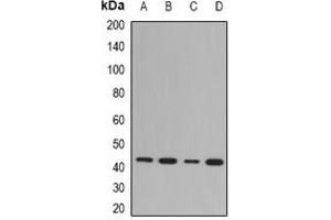 Western blot analysis of NDRG1 expression in Hela (A), SW480 (B), mouse kidney (C), mouse brain (D) whole cell lysates.