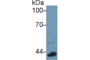Western Blot; Sample: Mouse Lung lysate; Primary Ab: 1µg/ml Rabbit Anti-Mouse APOA4 Antibody Second Ab: 0. (APOA4 antibody  (AA 299-369))