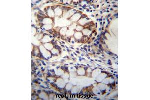 GPSM1 Antibody (Center) (ABIN656666 and ABIN2845906) immunohistochemistry analysis in formalin fixed and paraffin embedded human rectum tissue followed by peroxidase conjugation of the secondary antibody and DAB staining. (GPSM1 antibody  (AA 439-468))