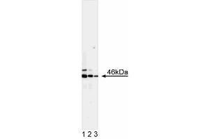 Western blot analysis of JNK1. (JNK antibody)
