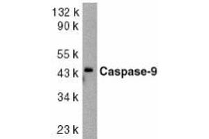 Western blot analysis of caspase-9 in HeLa whole cell lysate with AP30205PU-N caspase-9 antibody at 1/1000 dilution. (Caspase 9 antibody  (Intermediate Domain 1))