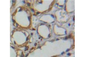Used in DAB staining on fromalin fixed paraffin-embedded Kidney tissue (CA4 antibody  (AA 19-283))