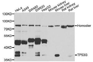 Western blot analysis of extracts of various cell lines, using TP53I3 antibody. (TP53I3 antibody)