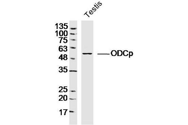 ADC antibody  (AA 51-150)