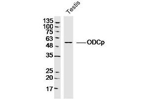 Mouse testis lysates probed with ODCp Polyclonal Antibody, Unconjugated  at 1:300 dilution and 4˚C overnight incubation. (ADC antibody  (AA 51-150))