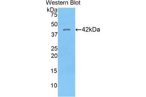 Western blot analysis of recombinant Human HIST1H2AG.