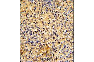Formalin-fixed and paraffin-embedded human spleen tissue reacted with LY75 Antibody , which was peroxidase-conjugated to the secondary antibody, followed by DAB staining.
