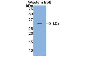 Western Blotting (WB) image for anti-CD109 (CD109) (AA 890-1131) antibody (ABIN1858287) (CD109 antibody  (AA 890-1131))