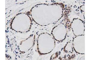 Immunohistochemical staining of paraffin-embedded Human Kidney tissue using anti-DNAJA2 mouse monoclonal antibody. (DNAJA2 antibody)