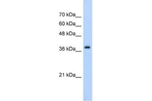 Western Blotting (WB) image for anti-Chromobox Homolog 6 (CBX6) antibody (ABIN2461847) (CBX6 antibody)
