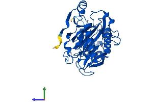 Protein Structure (PS) image for Chromosome 2 Open Reading Frame 60 (C2orf60) (AA 1-315) protein (His tag) (ABIN7544857)