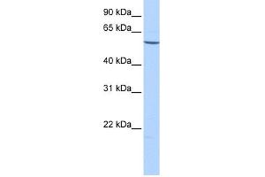 WB Suggested Anti-EMID2 Antibody Titration: 0. (Collagen, Type XXVI, alpha 1 (COL26A1) (C-Term) antibody)