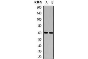 Western blot analysis of CHRM5 expression in LOVO (A), Raw264.