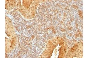 Immunohistochemistry (Formalin-fixed Paraffin-embedded Sections) (IHC (fp)) image for anti-Cytochrome C, Somatic (CYCS) (AA 1-80) antibody (ABIN3025124)