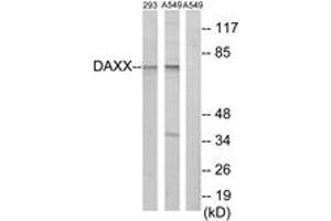 Western blot analysis of extracts from 293 cells/A549 cells, using DAXX Antibody. (DAXX antibody  (AA 361-410))