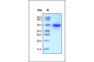 Human RENIN, His Tag on SDS-PAGE under reducing (R) condition. (Renin Protein (REN) (AA 24-406) (His tag))