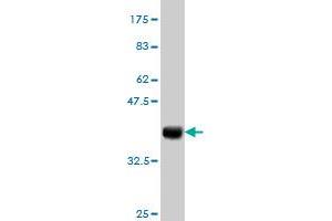 Western Blot detection against Immunogen (36. (RNF217 antibody  (AA 2-100))