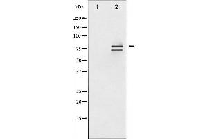Western blot analysis of Lamin A/C phosphorylation expression in HeLa whole cell lysates,The lane on the left is treated with the antigen-specific peptide. (Lamin A/C antibody  (pSer392))