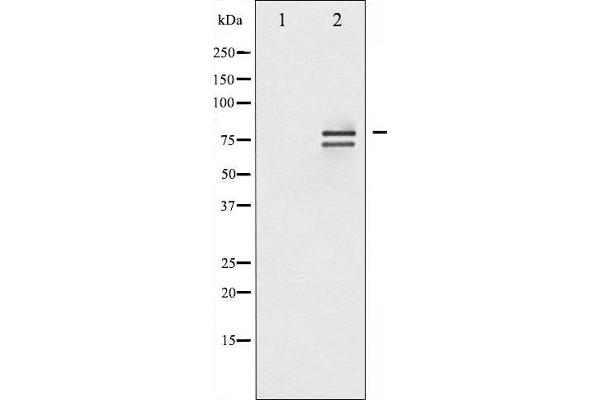 Lamin A/C antibody  (pSer392)