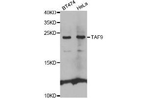 Western blot analysis of extracts of various cell lines, using TAF9 antibody. (TAF9 antibody  (AA 1-172))