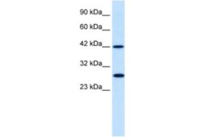 Western Blotting (WB) image for anti-Proteasome (Prosome, Macropain) 26S Subunit, Non-ATPase, 4 (Psmd4) antibody (ABIN2460431) (PSMD4/ASF antibody)