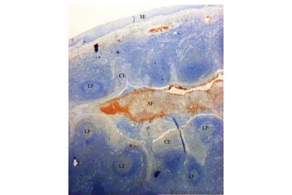 Defensin beta 4 antibody  (AA 3-39)