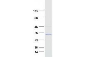 Validation with Western Blot (DUSP19 Protein (Transcript Variant 1) (Myc-DYKDDDDK Tag))