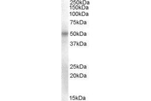 ABIN2564267 (2µg/ml) staining of Human Umbilical Cord lysate (35µg protein in RIPA buffer). (POU3F1 antibody  (Internal Region))