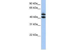 WB Suggested Anti-SOHLH1 Antibody Titration: 0. (SOHLH1 antibody  (C-Term))