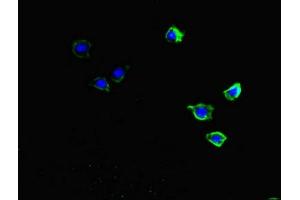 Immunofluorescent analysis of HepG2 cells using ABIN7149360 at dilution of 1:100 and Alexa Fluor 488-congugated AffiniPure Goat Anti-Rabbit IgG(H+L) (CKAP2L antibody  (AA 246-413))