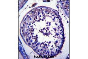 TRIM39 Antibody (Center) (ABIN657389 and ABIN2846430) immunohistochemistry analysis in formalin fixed and paraffin embedded human testis tissue followed by peroxidase conjugation of the secondary antibody and DAB staining. (TRIM39 antibody  (AA 248-277))