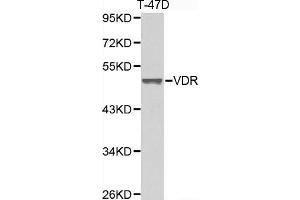 Western blot analysis of extracts of T-47D cell lines, using VDR antibody. (Vitamin D Receptor antibody  (AA 1-300))