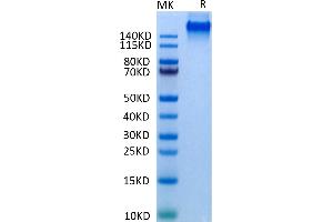 Human EGFR/HER1 on Tris-Bis PAGE under reduced condition. (EGFR Protein (AA 25-645) (Fc Tag))