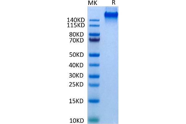 EGFR Protein (AA 25-645) (Fc Tag)