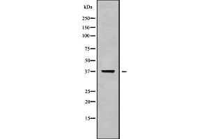 Western blot analysis OR52B6 using HepG2 whole cell lysates
