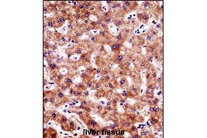 BCL7B Antibody (C-term) ((ABIN1536707 and ABIN2848811))immunohistochemistry analysis in formalin fixed and paraffin embedded human liver tissue followed by peroxidase conjugation of the secondary antibody and DAB staining.