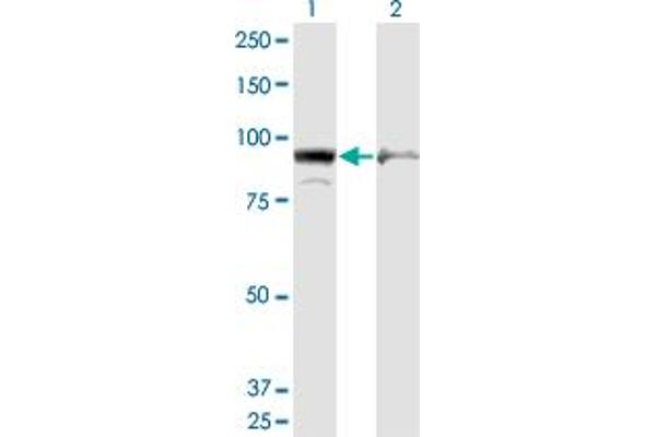 AMPD2 antibody  (AA 86-186)