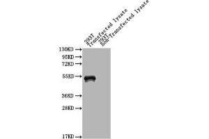 Western Blot Positive WB detected in: mpt64 293T Transfected lysate, 293T non-Transfected lysate All lanes: mpt64 antibody at 1:2000 Secondary Goat polyclonal to rabbit IgG at 1/50000 dilution Predicted band size: 51 kDa Observed band size: 51 kDa (Immunogenic Protein MPT64 (AA 24-228) antibody)
