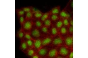 Immunofluorescence (IF) image for anti-Mitogen-Activated Protein Kinase 1 (MAPK1) (AA 1-360), (N-Term) antibody (ABIN492383) (ERK2 antibody  (N-Term))