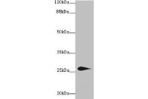 Western blot All lanes: TMEM174 antibody at 0. (TMEM174 antibody  (AA 94-243))