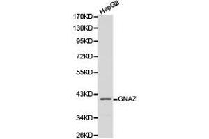 Western Blotting (WB) image for anti-Guanine Nucleotide Binding Protein (G Protein), alpha Z Polypeptide (GNaZ) antibody (ABIN1872846) (GNaZ antibody)
