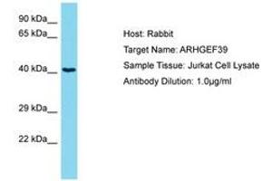 Image no. 1 for anti-Chromosome 9 Open Reading Frame 100 (C9orf100) (AA 172-221) antibody (ABIN6750707) (C9orf100 antibody  (AA 172-221))